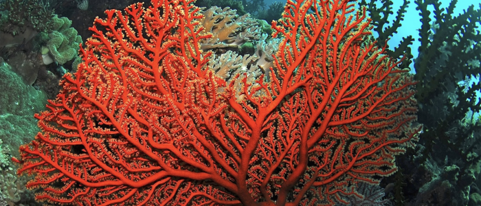 Corallo rosso di Alghero