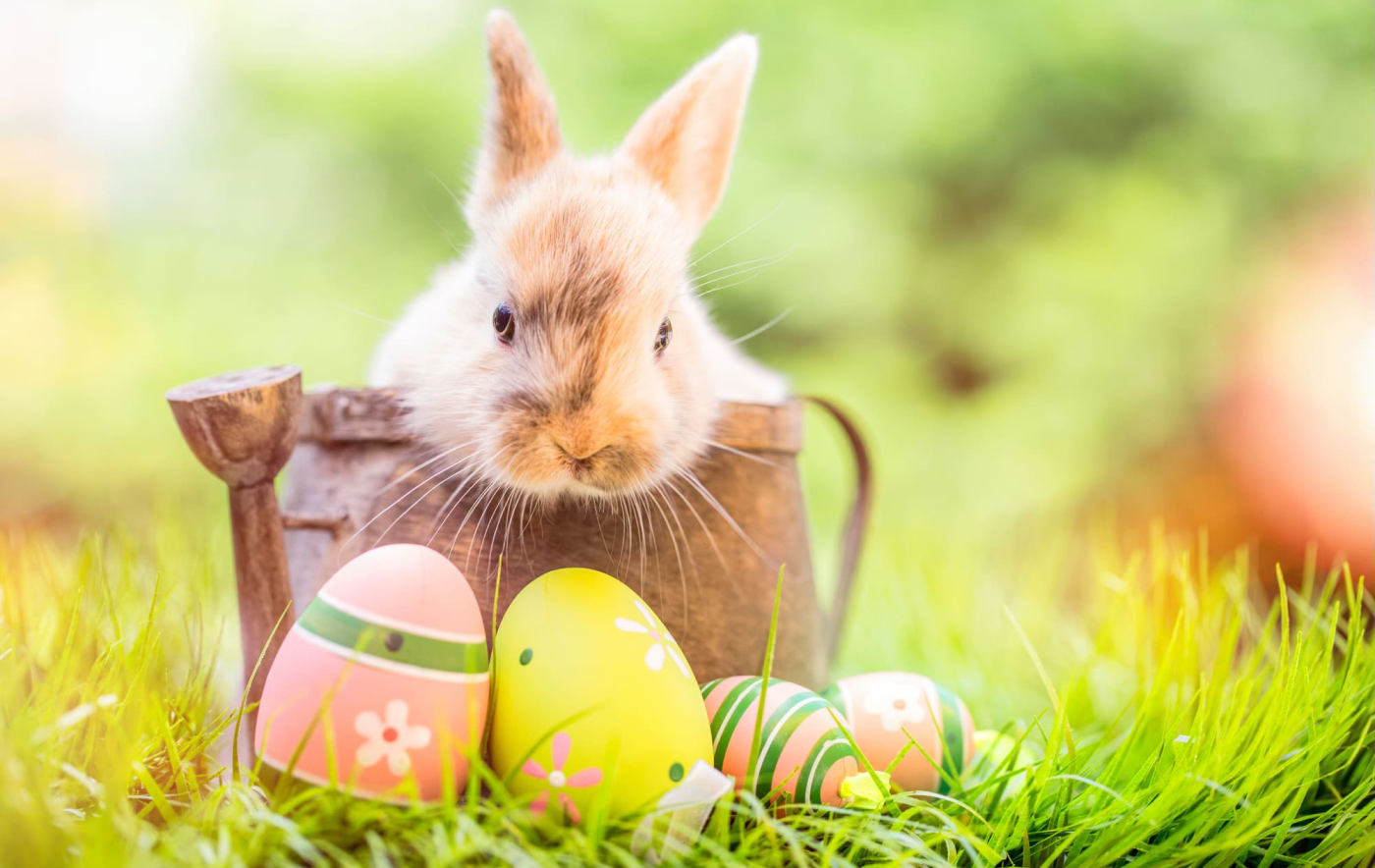 Pasqua da E-Rado
